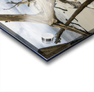 Snail Sanctuary Acrylic print