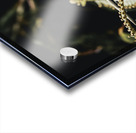 Awakening Fern Acrylic print