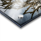 Tangled Drift Acrylic print