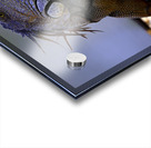 Dragon’s gaze Acrylic print