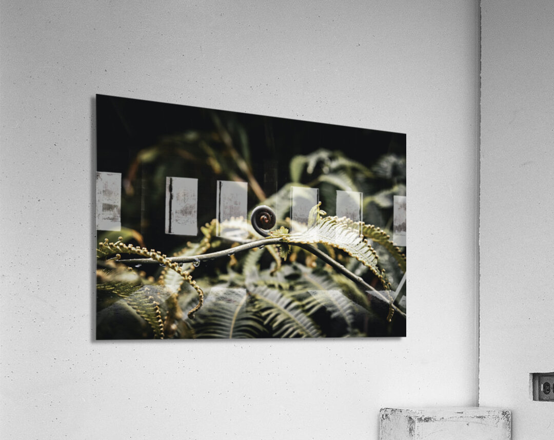 Awakening Fern Acrylic Print