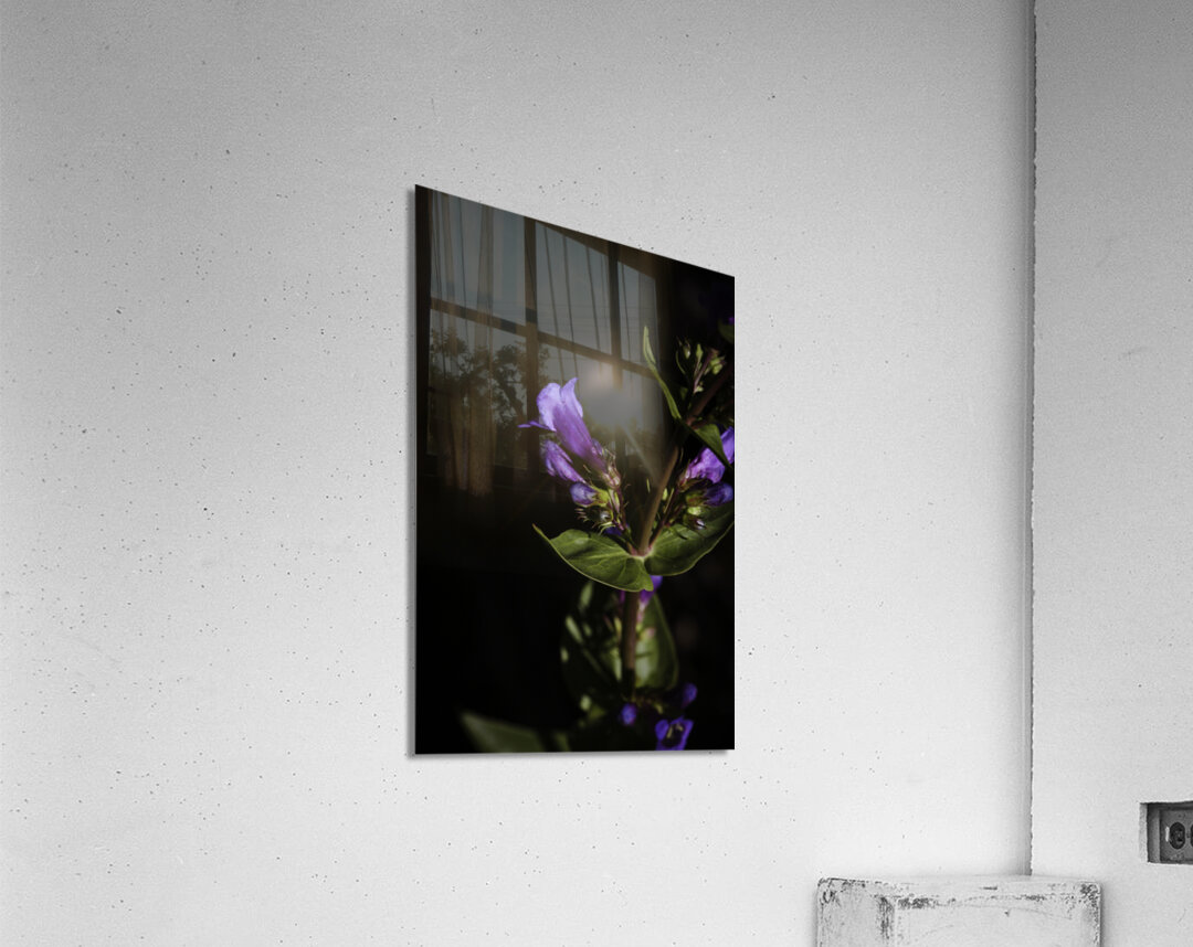 Elegance in Violet Acrylic Print