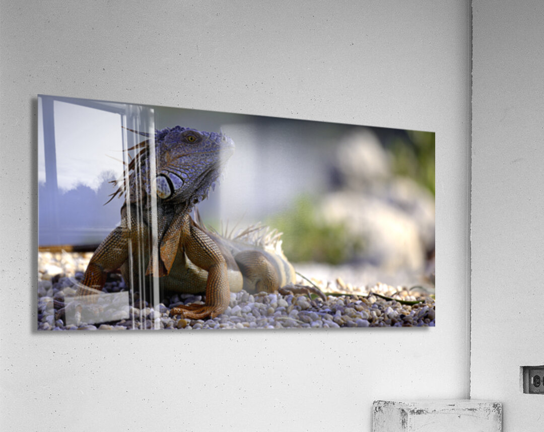 Dragon’s gaze Acrylic Print