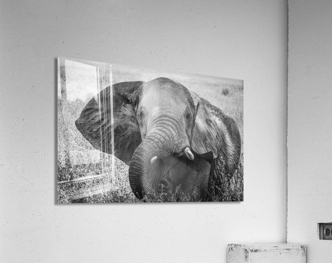 Monochrome Majesty Acrylic Print