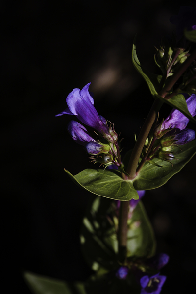 Elegance in Violet by Anetta Nadolna