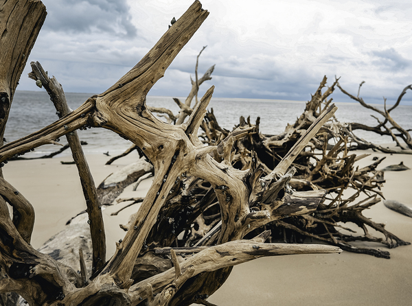 Snail Sanctuary by Anetta Nadolna