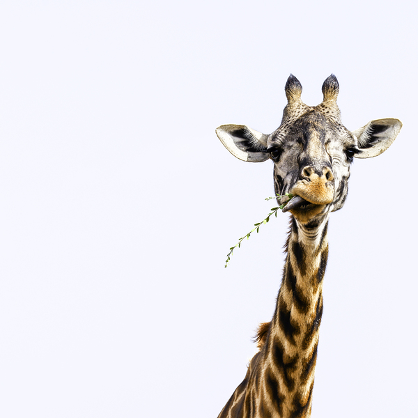 Sky High Banquet by Anetta Nadolna