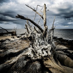 Driftwood Symphony