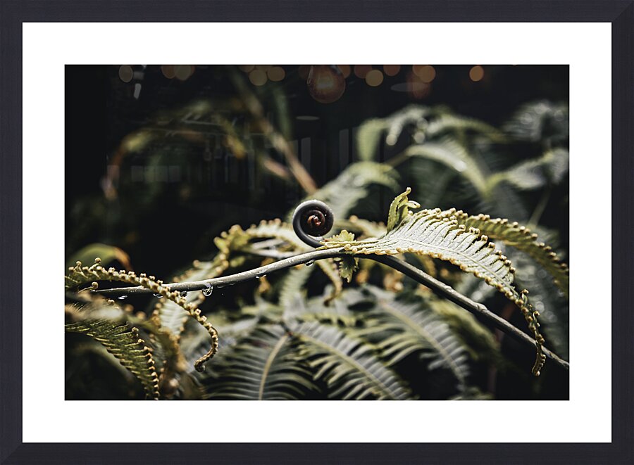 Awakening Fern Picture Frame Printing