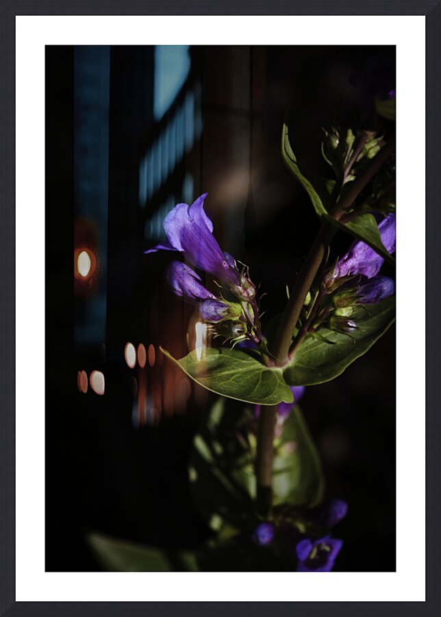 Elegance in Violet Picture Frame Printing