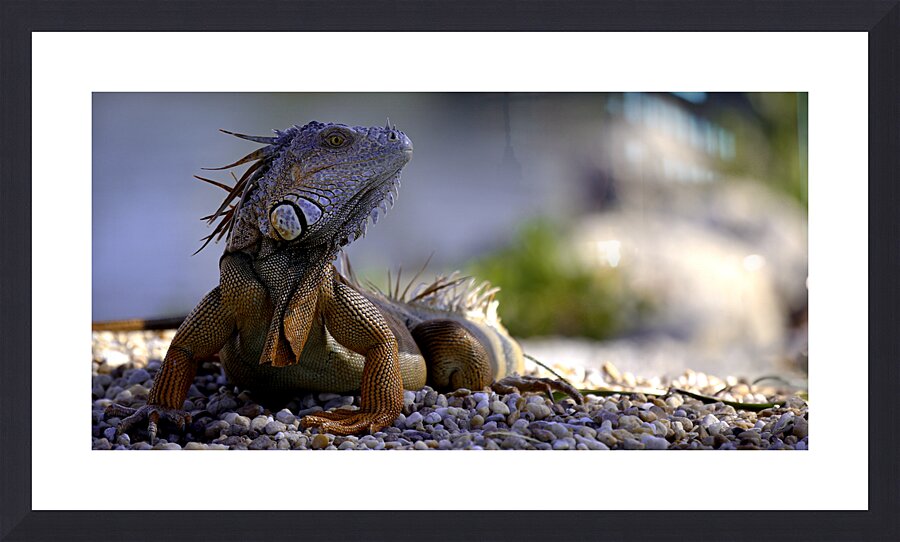 Dragon’s gaze Picture Frame Printing