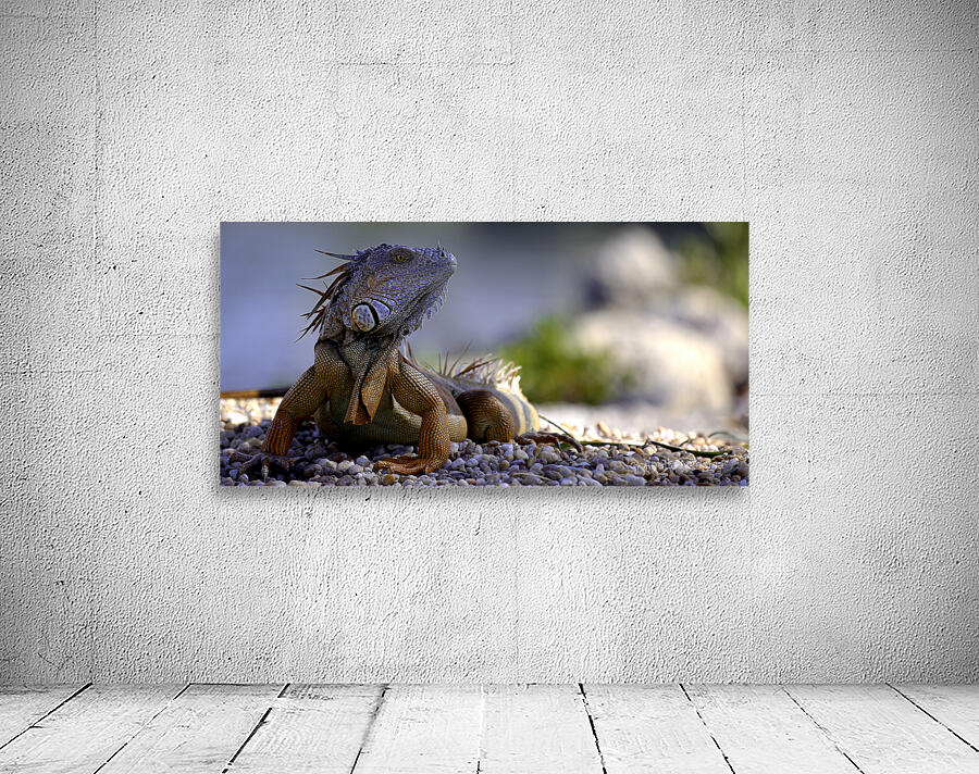 Dragon’s gaze Wall Preview