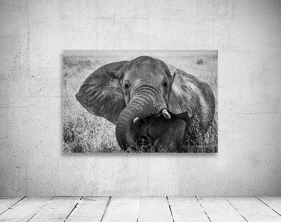 Monochrome Majesty Wall Preview